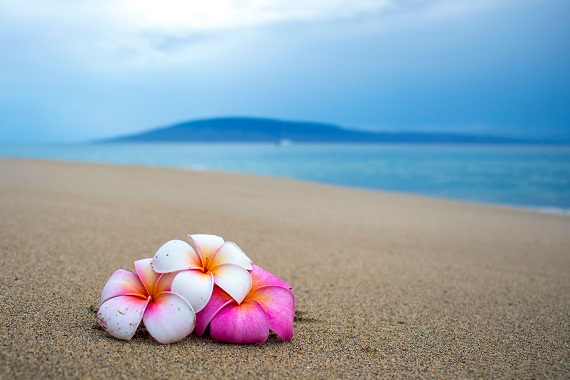 海岸に置かれた美しい3輪の花