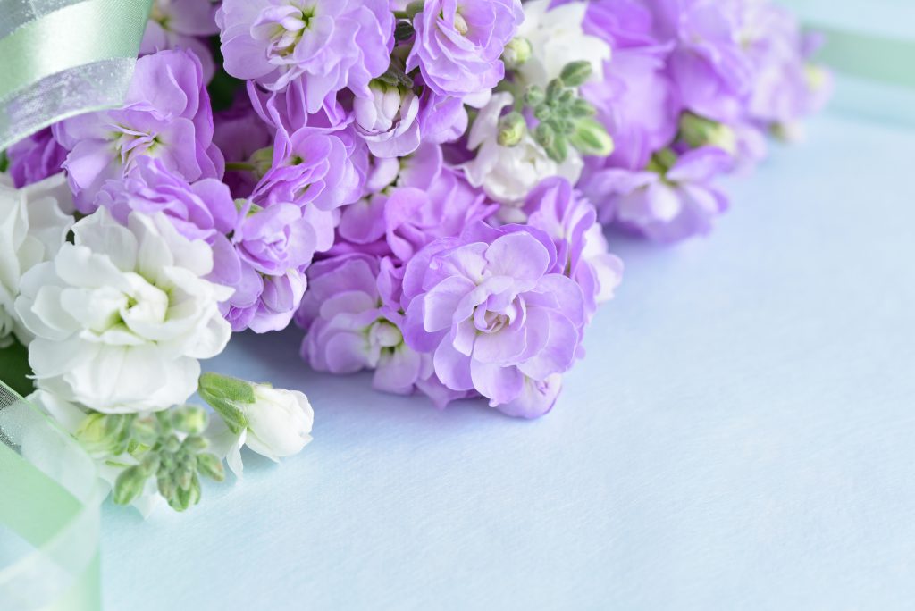 紫と白の切り花