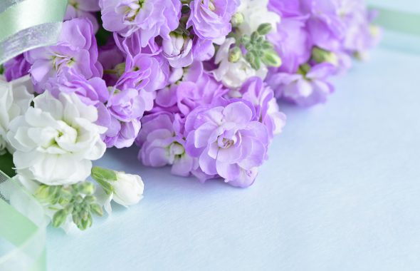 紫と白の切り花