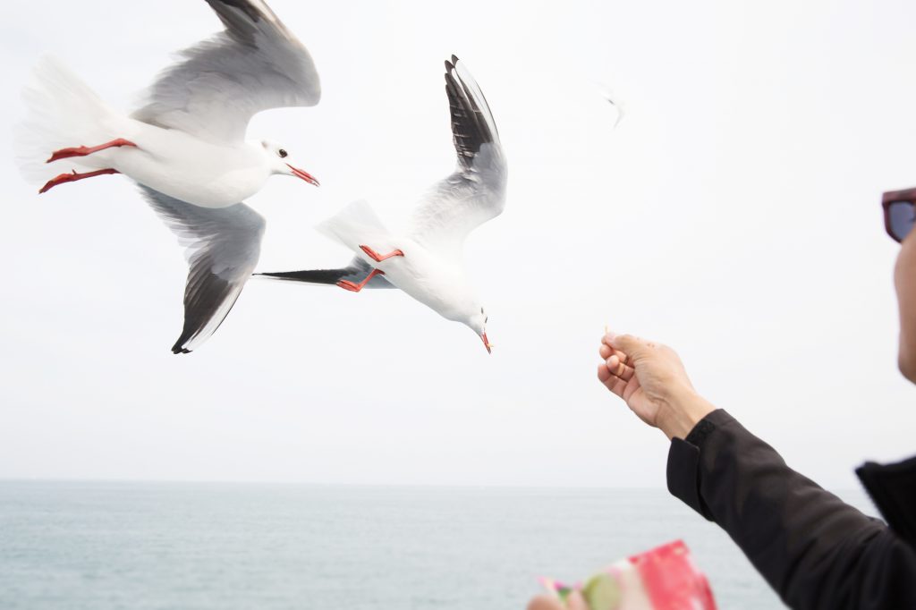鳥に餌をあげている様子