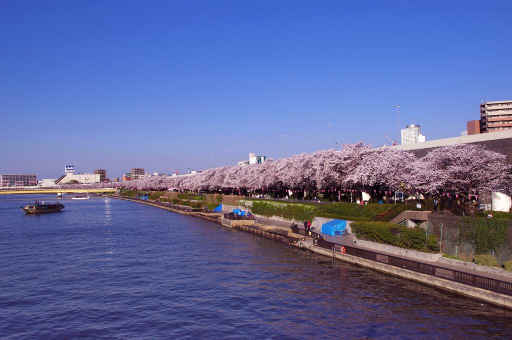 満開の桜と川