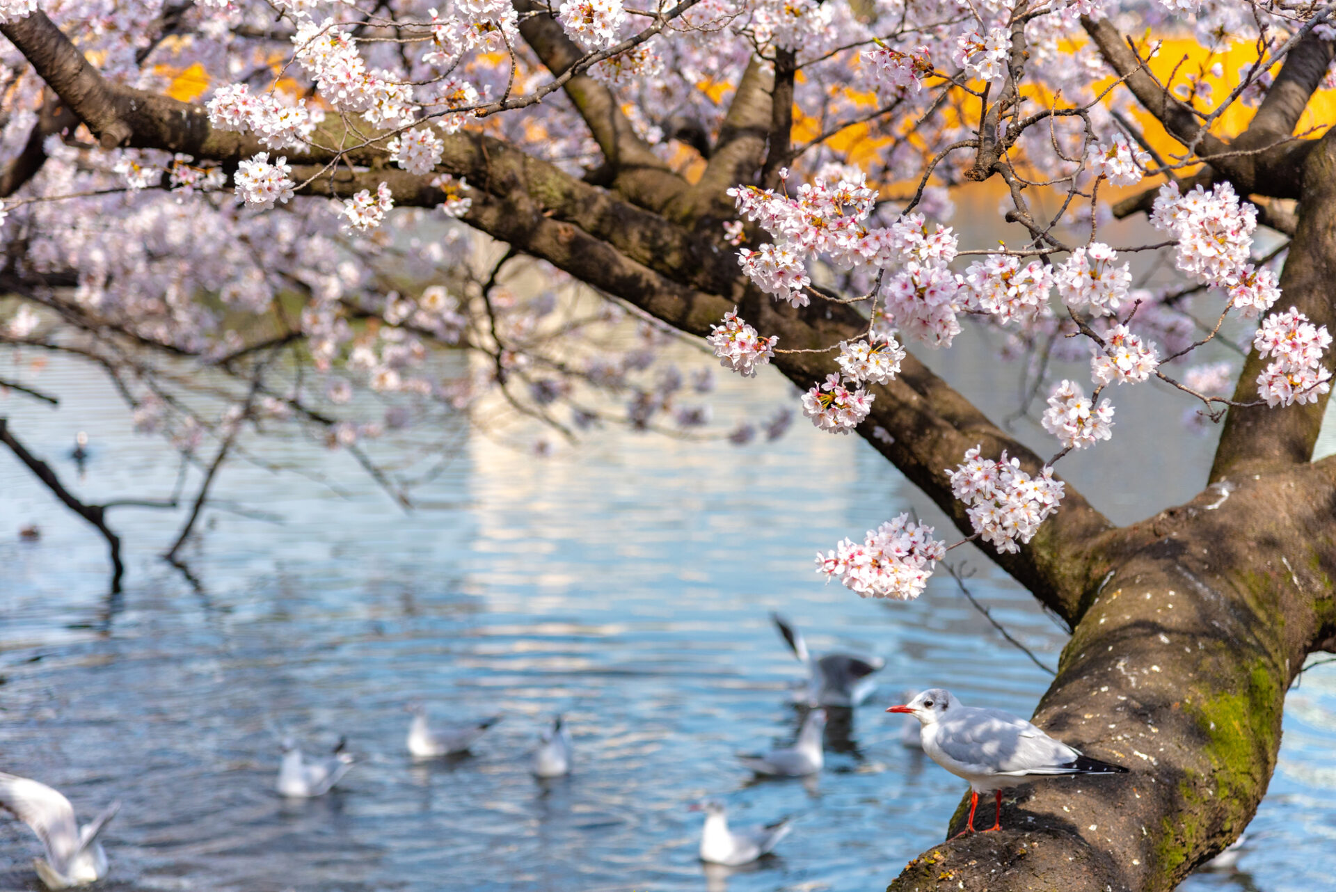 川沿いの桜と小鳥