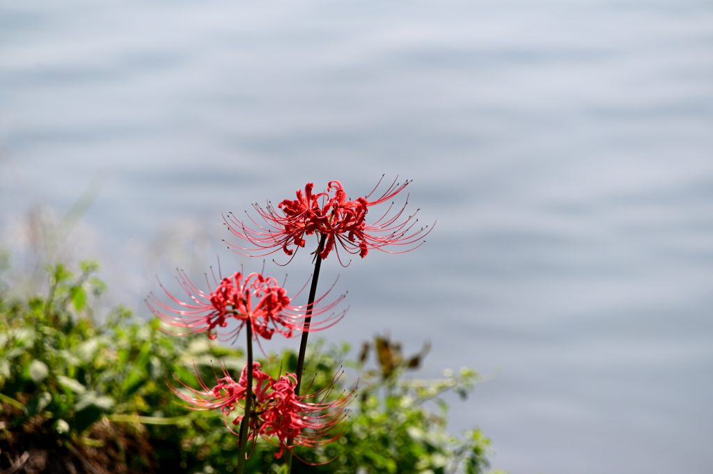 水辺に咲く彼岸花