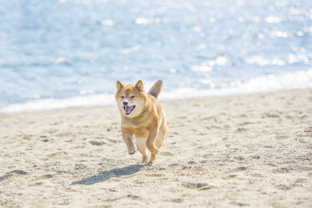 砂浜で走る犬