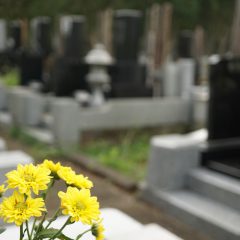 黄色いお花とお墓