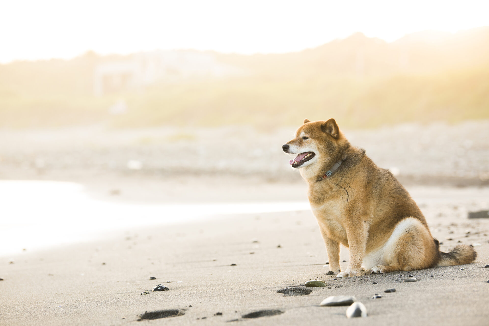 柴犬が海を眺めるシーン