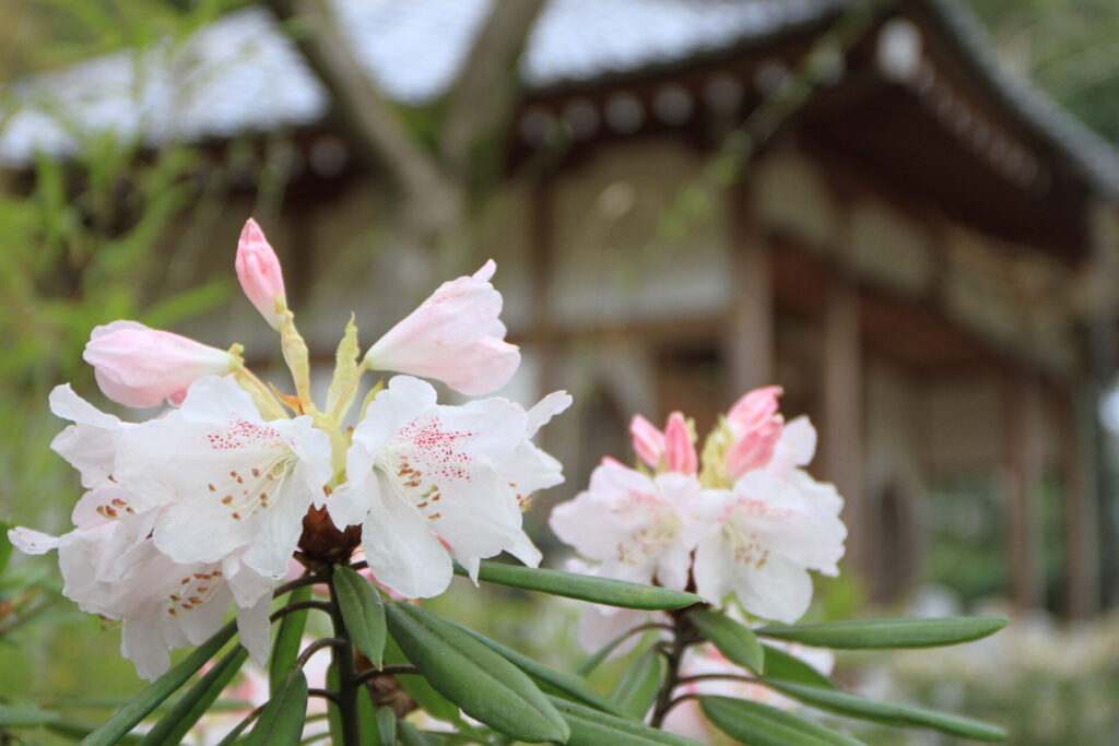 お寺とお花