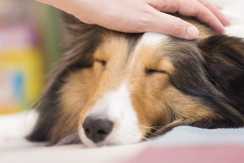 頭を撫でられている犬