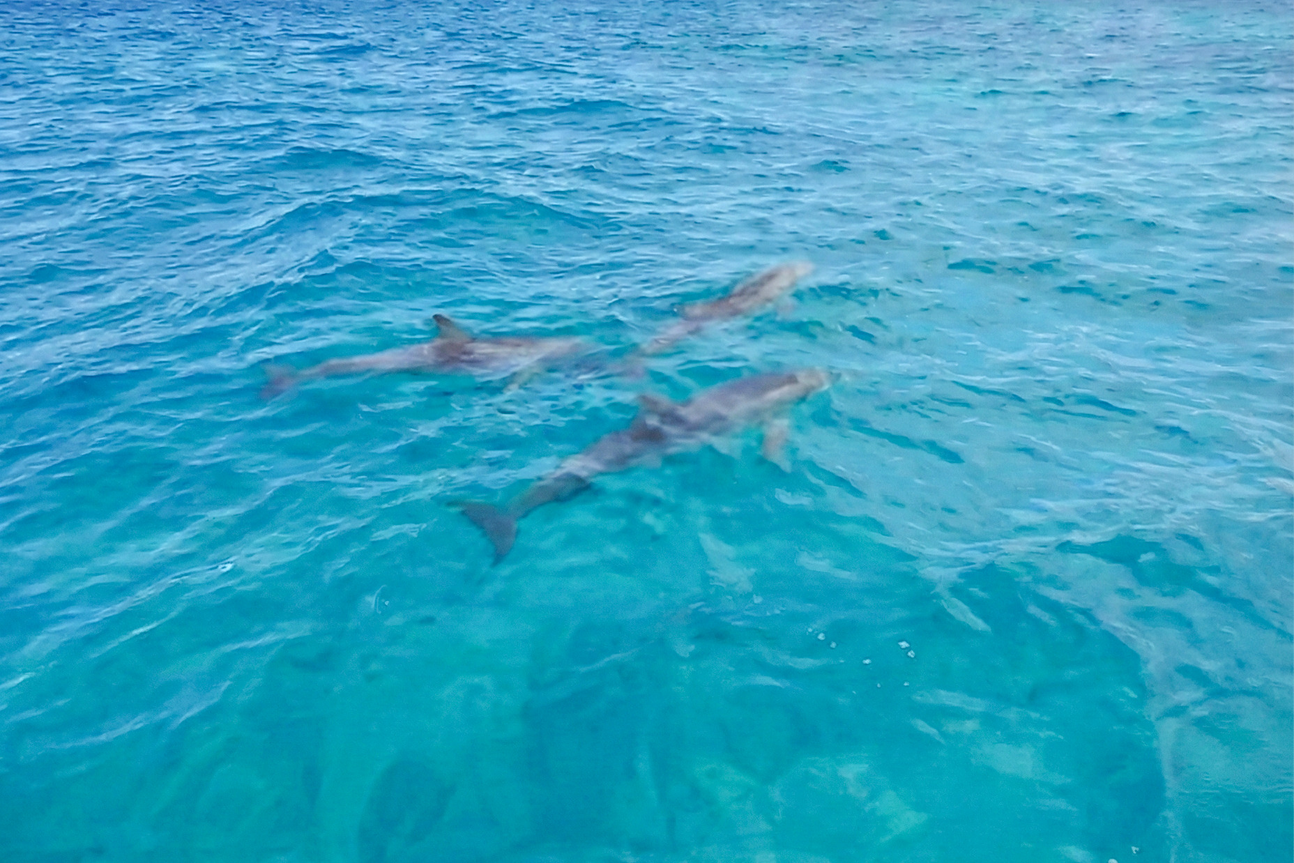 イルカの群れ