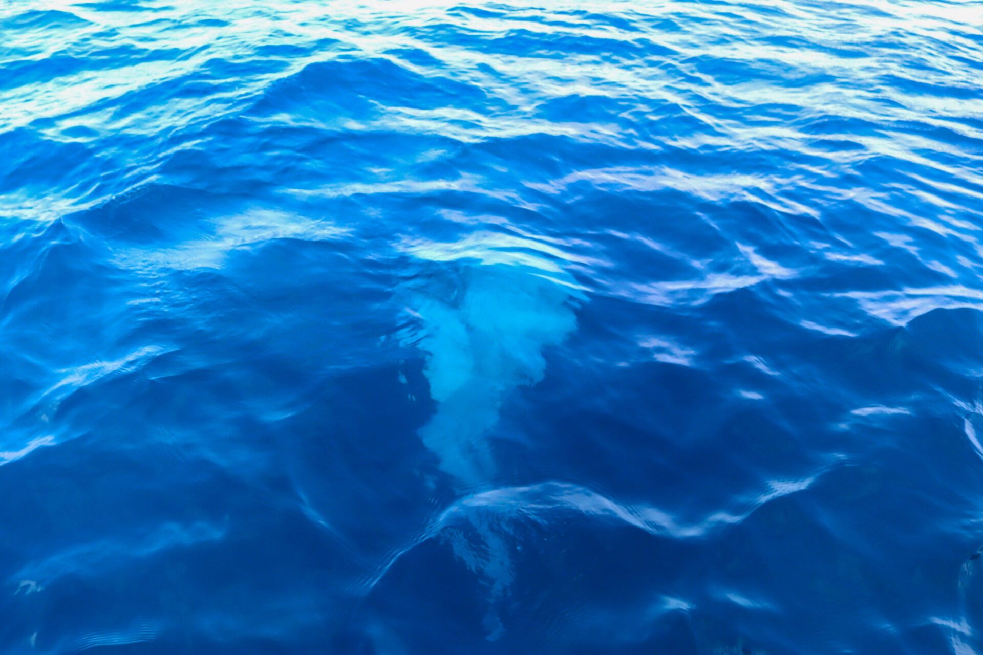 ご遺骨が海に還る様子